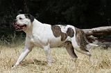 BOULEDOGUE AMERICAIN 100